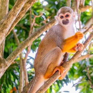 Au départ de Bayahibe : Safari d'une demi-journée à Monkeyland