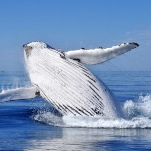 Au départ de Punta Cana : Observation des baleines et visite de Montana Redonda