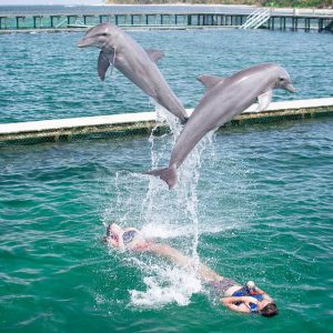 Punta Cana : L'expérience des dauphins en mer