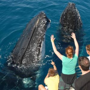 Samana : demi-journée d'observation des baleines à bosse