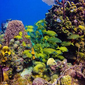 Punta Cana: Ganztägige Schnorcheltour zur Insel Catalina