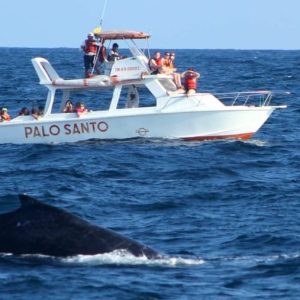Whale Watching Tour in Samana