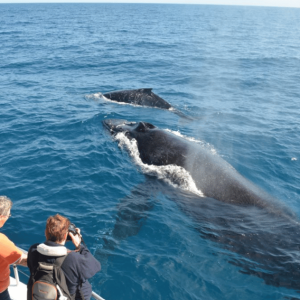 Samana : Observation des baleines et excursion d'une journée à Cayo Levantado