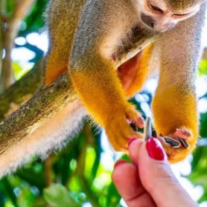 Punta Cana: Affenland und Plantagen-Tour