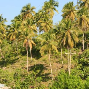 Las Terrenas : Excursion privée en VTT sur la piste du café à Samana