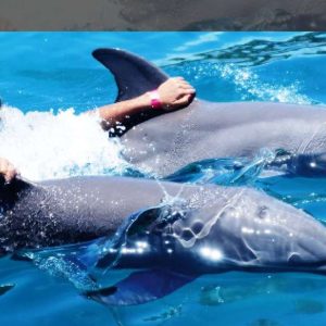 VIP Swim with Dolphins at Ocean World Puerto Plata