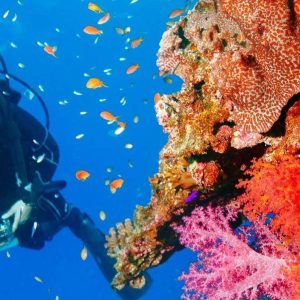 Aventure de plongée récréative à Punta Cana (40ft)